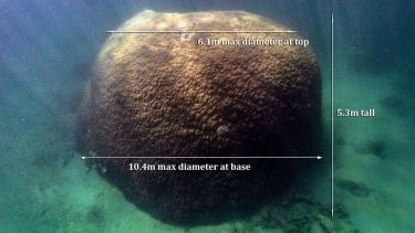 Muga dhambi measurements mål