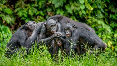 bonobo chimpanse menneskeabe manerer signaler kommunikation social studie interaktion