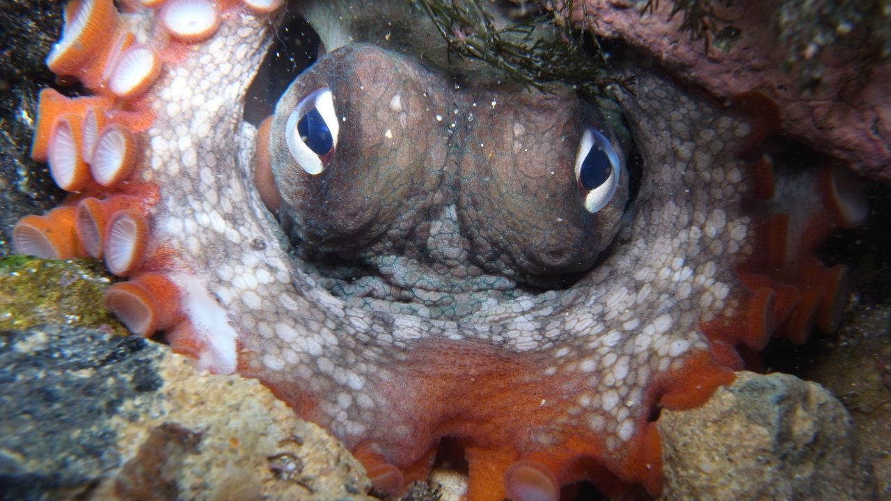 Sydney blæksprutten (Octopus tetricus)  