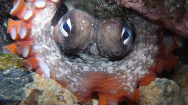Sydney blæksprutten (Octopus tetricus)  