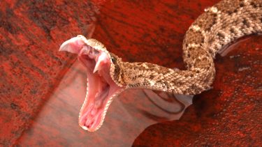 klapperslange haleraslen overlevelse rattlensnake