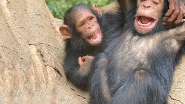 chimpanzee bromance afkom repoducere