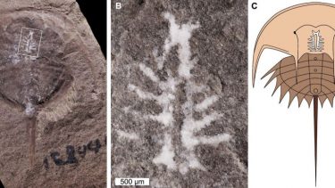 Dolkhale velbevaret fossil