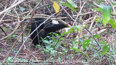 chimpanser bruger sexlegetøj