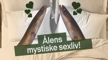ål sex gydning mysterium videnskab