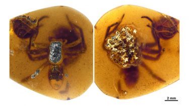 edderkop rav fossil