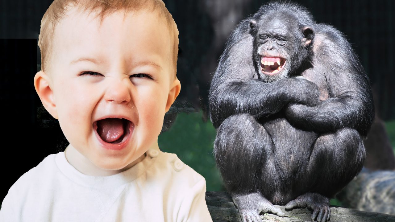 spædbørn grin indånding udånding ligesom chimpanser