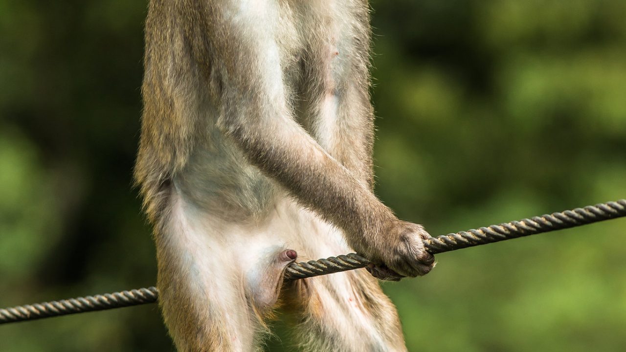 Comedy WIldlife Photography 2021