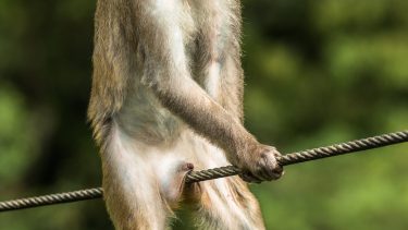 Comedy WIldlife Photography 2021