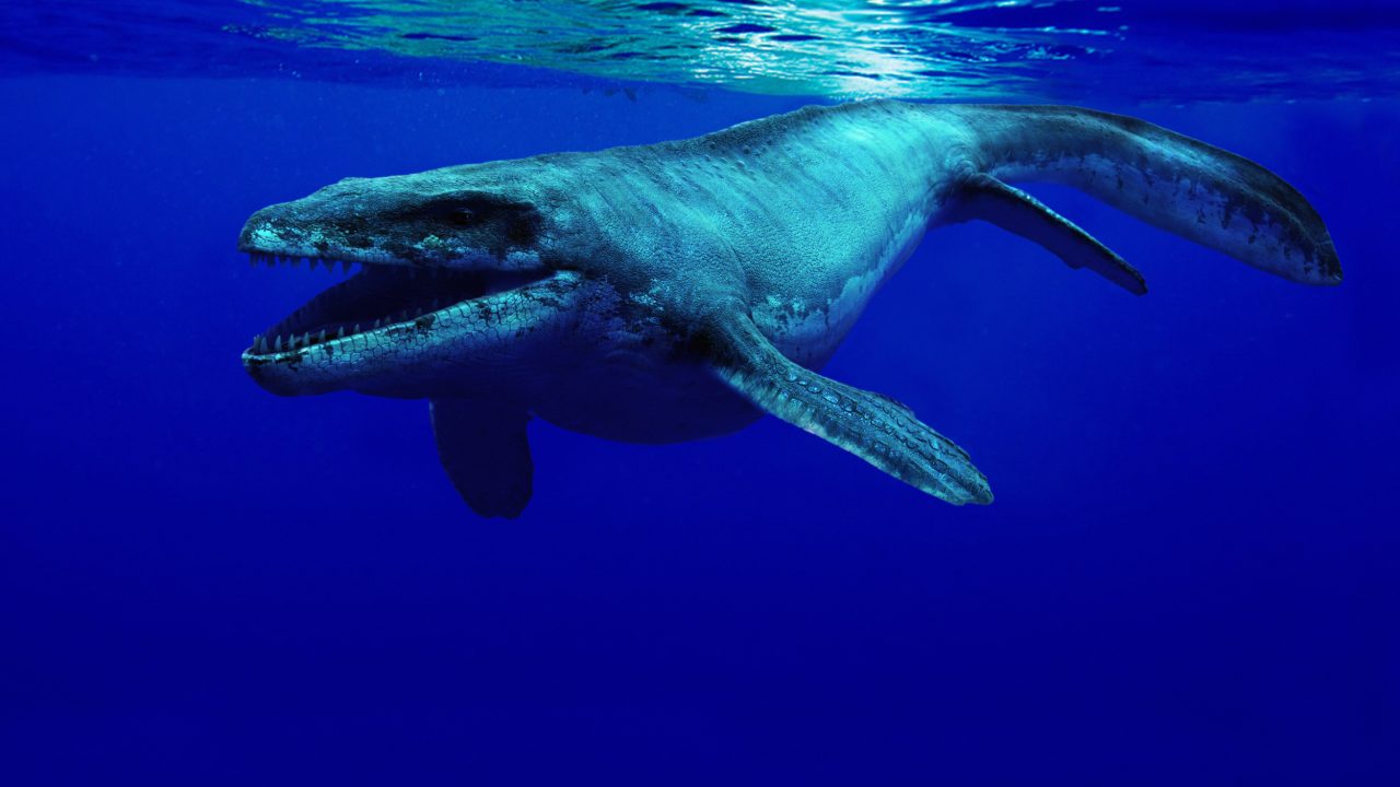 Prognathodon Danmark mosaur