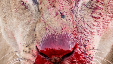 Wildlife Photographer of the Year 2021 stem konkurrence foto