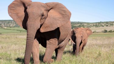 elefant moder unge stødtænder uden