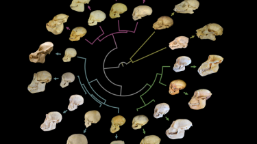 Aber Mennesker Tænder Biologi