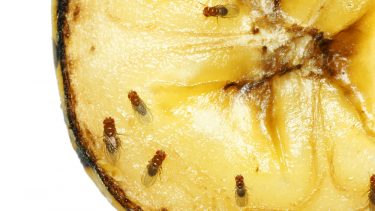 Hvor kommer bananfluerne fra