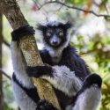 Indri sang mennesker rytme