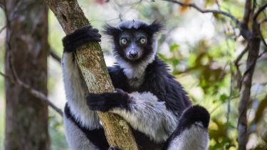 Indri sang mennesker rytme