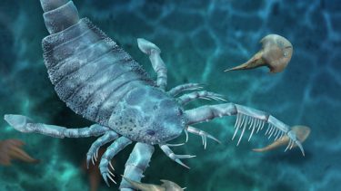 terropterus xiushanensis kæmpe havskorpion fossil kina skorpion