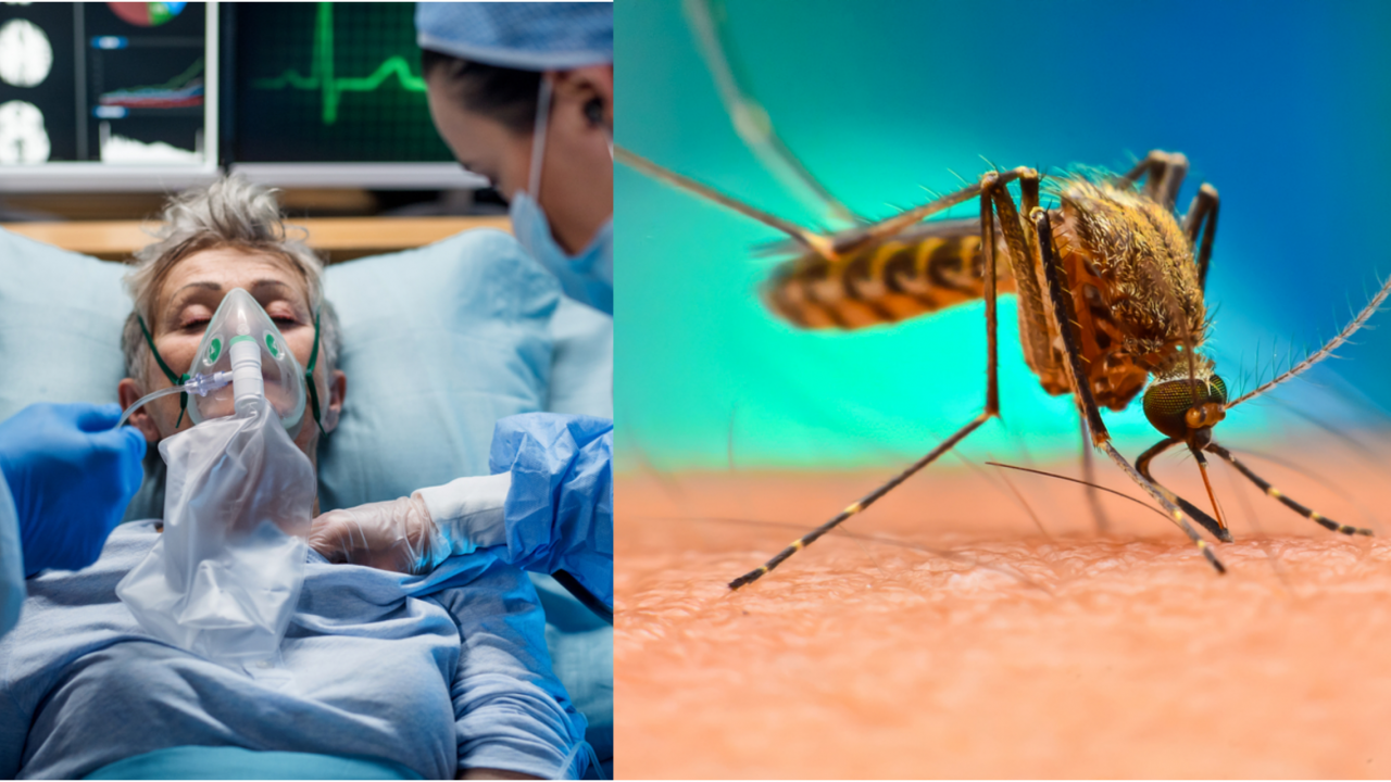 corona covid-19 malaria immunforsvaret antistoffer t-celler vacciner