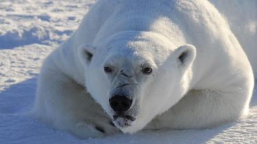 Isbjørne Klimaforandringer nye jagtteknikker
