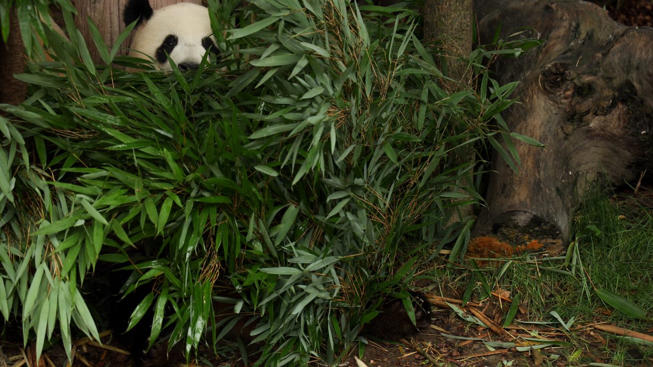 panda gemmer sig naturen