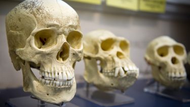 Menneskekranier evolution hjerne