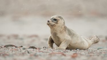 babysæl Phoca vitulina styre toneleje sprog