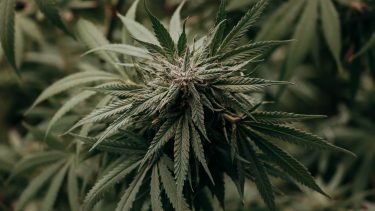 cannabis lugt