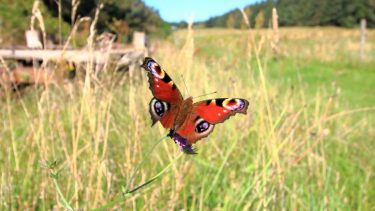 Biodiversitet Danmark Nedgang