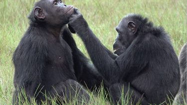 chimpanse-sår-insekt-medicin