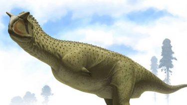 Nyfundet dinosaur ligner Carnotaurus sastrei ifølge Natural History Museum