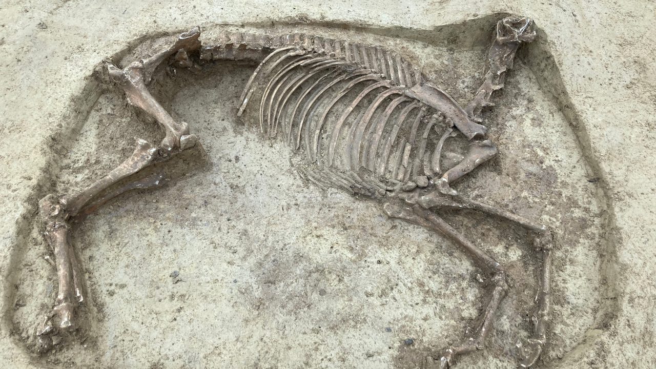 hovedløs hest
