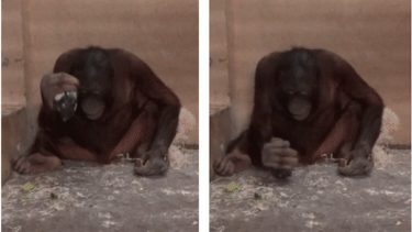 Nyt studie: Orangutanger kan lære at bruge værktøj til at slå og skære