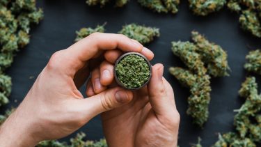 cannabis