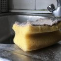Køkkensvamp bakterier