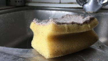 Køkkensvamp bakterier
