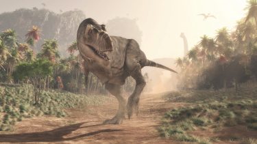 Tyrannosaurus rex