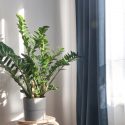 Lykkebregne (Zamioculcas zamiifolia