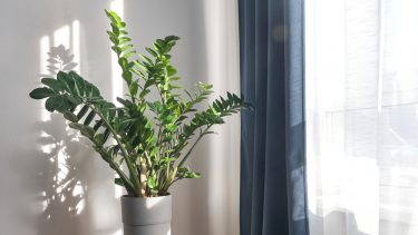 Lykkebregne (Zamioculcas zamiifolia