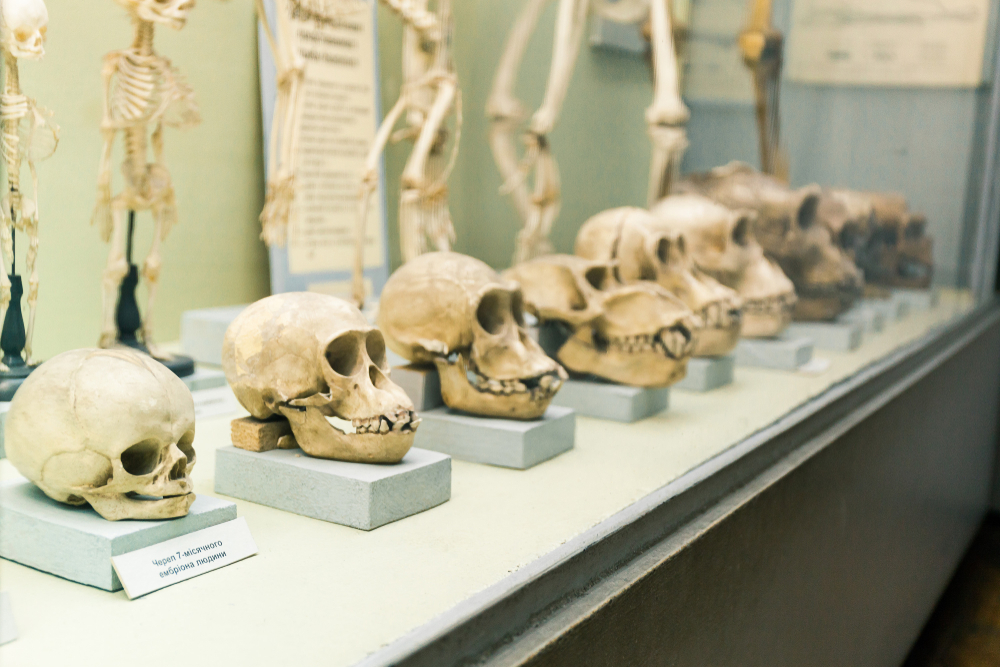 Evolution arter neanderthaler homo sapiens krig kampe slag våben civilisationer landområder territorie genetik DNA epidemiske sygdomme udryddelse folkedrab agerbrug befolkningstilvækst