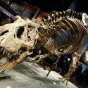 dinosaur_ny_ukendt_art_danmark_får_knuthenborg_safari_udstilling_forskning_offentliggørelse