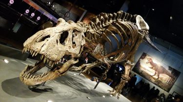 dinosaur_ny_ukendt_art_danmark_får_knuthenborg_safari_udstilling_forskning_offentliggørelse