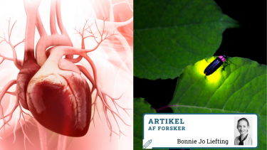 ildfluer_hjerterytme_hjerte_pacemaker_synkronisering_matematik_hvad_kan_det_bruges_til