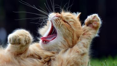 gab kat smitsomt gaben teori hypotese årvågenhed