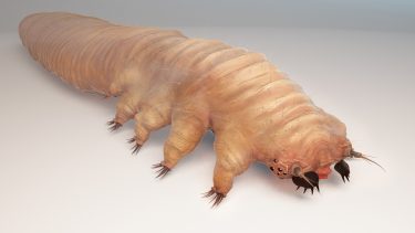 Hårsækmide symbiose parasit symbiont talg evolution udvikling genom sekventering mide