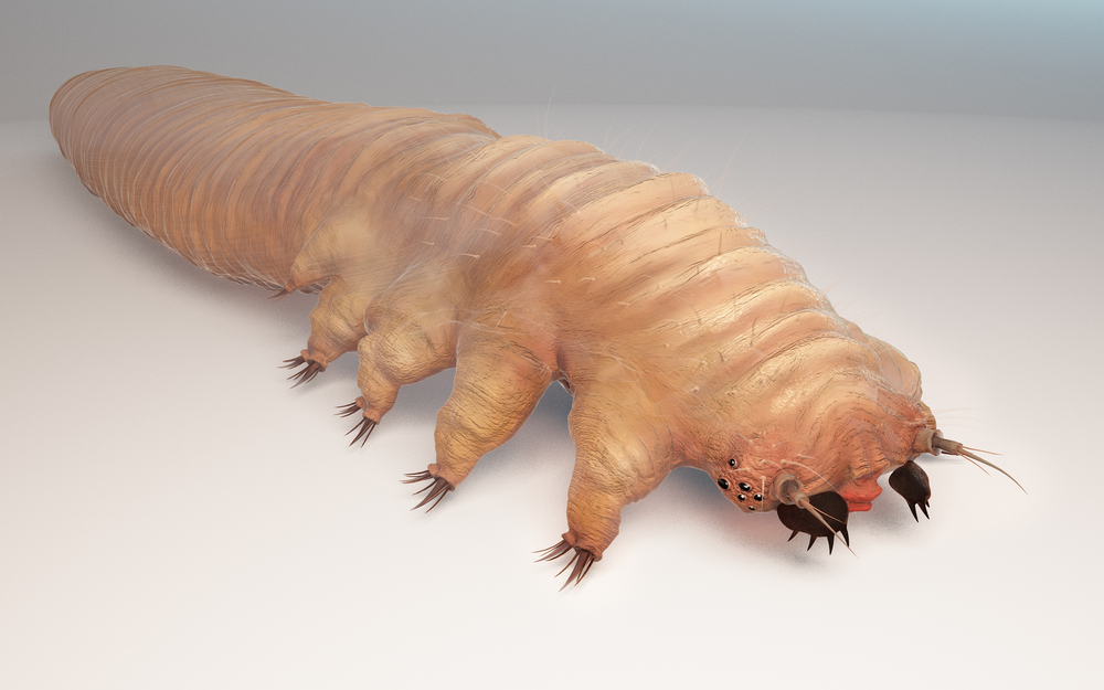 Hårsækmide symbiose parasit symbiont talg evolution udvikling genom sekventering mide
