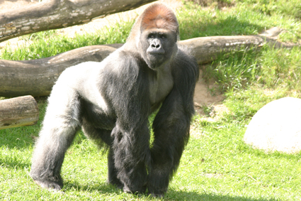 Samson gorilla københavn zoo givskud flytning 1998