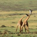 Giraffers lange hals skyldes skallesmækkende forfader, hævder nyt studie