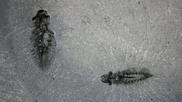 Fantastiske 500 millioner år gamle fossiler viser dette oldtidsrovdyrs hjerne og nervesystem