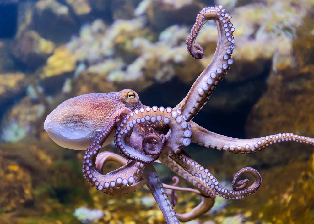 octopus-vulgaris