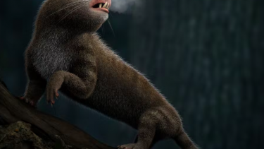 Pattedyr varmblodede indre øre buegange endotermi varme evolution udvikling